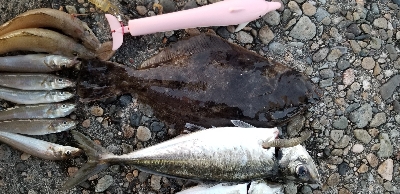 びっくり鯵、平目、鱚