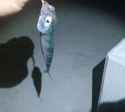 ライトソルト 五目達成！