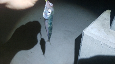 ライトソルト 五目達成！