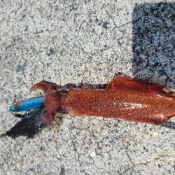 色々釣れました