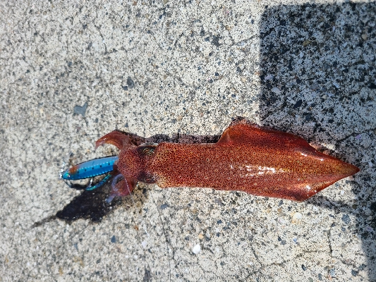 色々釣れました