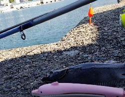 ヒラメ　アジ　アナゴ？