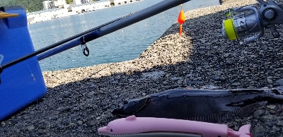 ヒラメ　アジ　アナゴ？