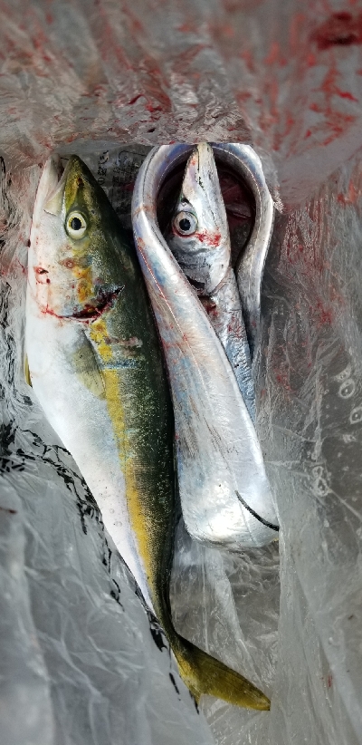 ルアーフィッシング