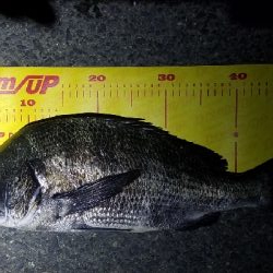 シーバスじゃなくて………チヌ笑