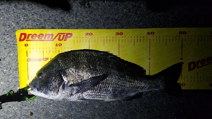 シーバスじゃなくて………チヌ笑