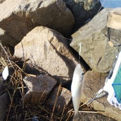 大塩海岸のキス釣り