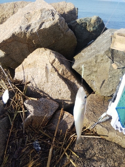 大塩海岸のキス釣り
