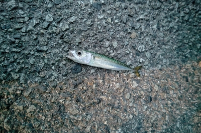 フロートアジング