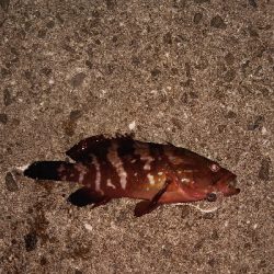 やっとの思いで、釣る事が出来ました。