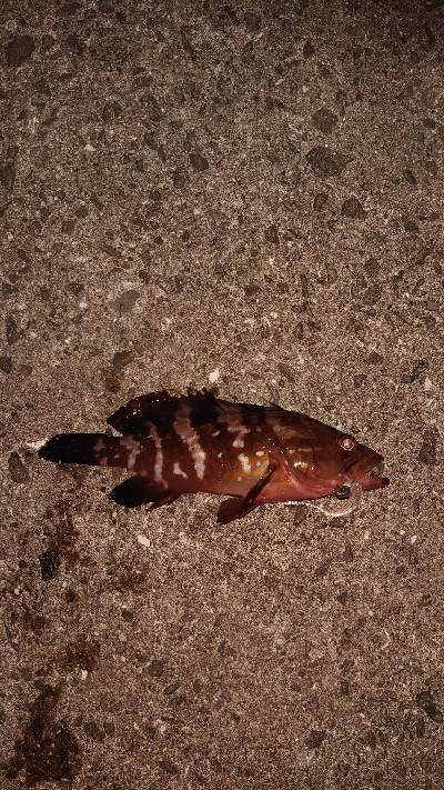 やっとの思いで、釣る事が出来ました。