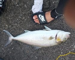 久しぶりに爆釣(^-^)v