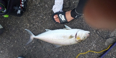 久しぶりに爆釣(^-^)v