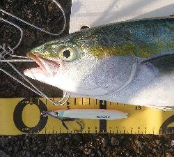 前回に続き激闘ジグ ピンクグロー