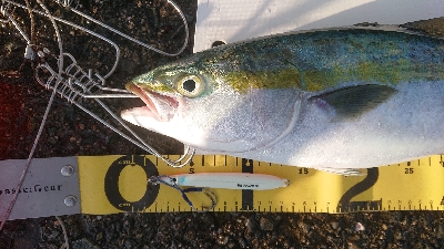 前回に続き激闘ジグ ピンクグロー