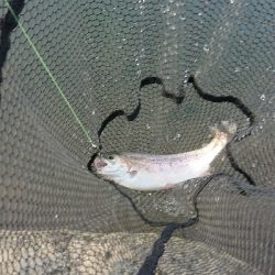 フィッシングフィールド中津川でのエリアトラウト