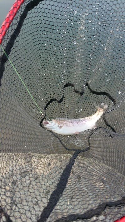 フィッシングフィールド中津川でのエリアトラウト