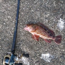 コブダイ釣り