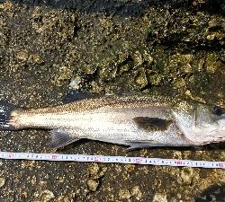 デイシーバス！