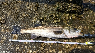 デイシーバス！