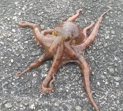 雨の中沖堤防で