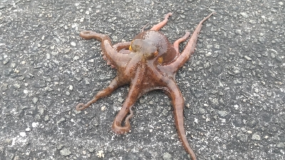 雨の中沖堤防で