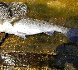 夏シーバス デイゲーム