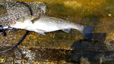 夏シーバス デイゲーム