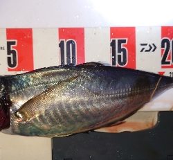 久々にいいサイズ