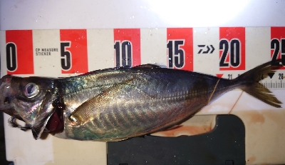 久々にいいサイズ