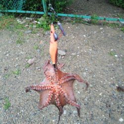 600グラムオーバー