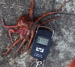 仕事終わりのタコ