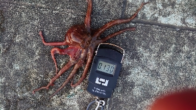 仕事終わりのタコ