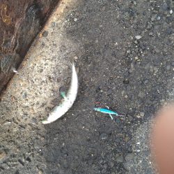 ライトタックルでサバ祭