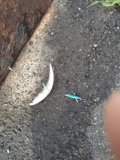 ライトタックルでサバ祭