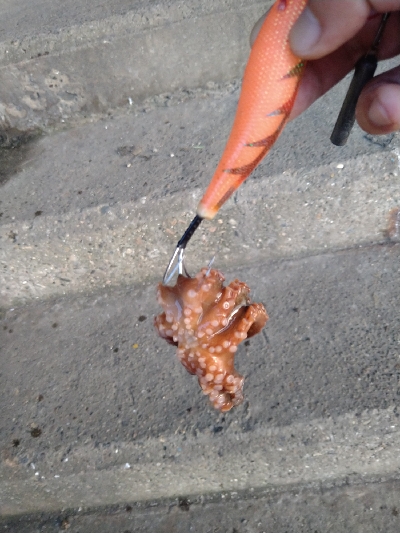 底取りづらい中、なんとか１杯