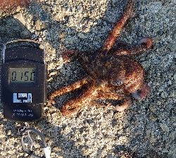 今日もタコ釣り