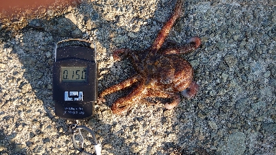 今日もタコ釣り