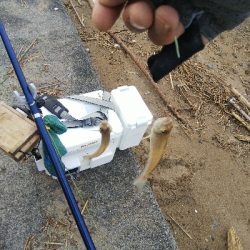 大塩海岸のキス釣り