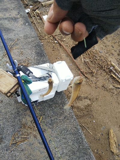 大塩海岸のキス釣り