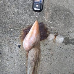 キロオーバー期待するも