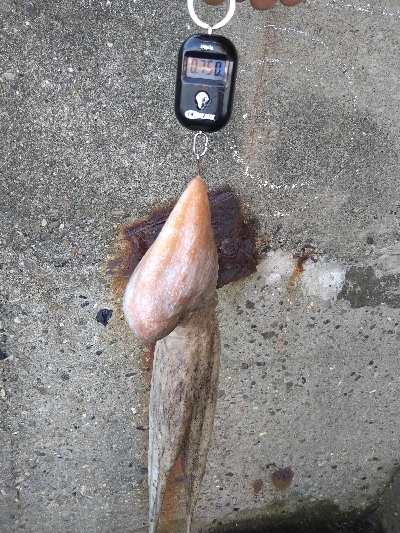 キロオーバー期待するも