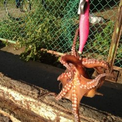 強風の中、ルアーチェンジ１投目にヒット