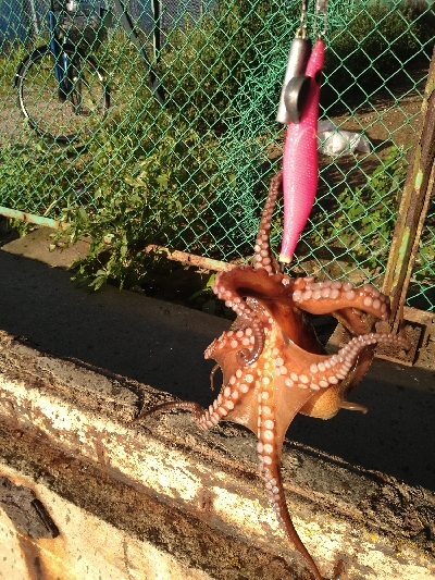 強風の中、ルアーチェンジ１投目にヒット