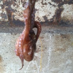 バースデータコ