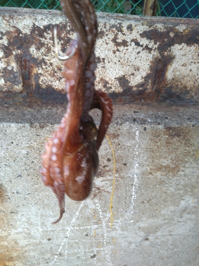 バースデータコ