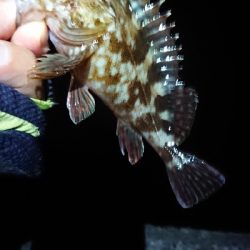 チビッ子のみ。