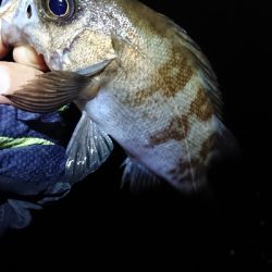 連日のメバリング