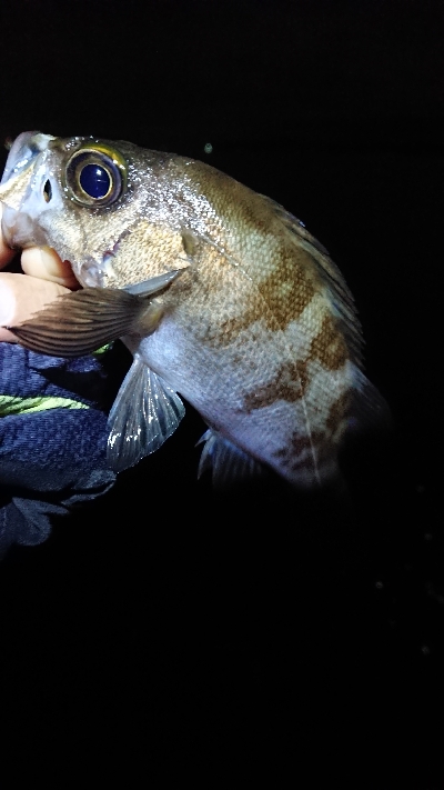 連日のメバリング