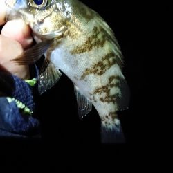 まだまだメバル。